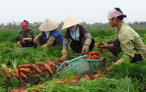 Yield of winter carrots in Cam Giang rises by over 2,000 tons